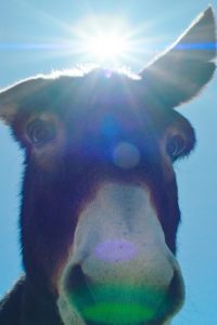 perfectly a strangeness